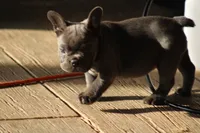 Blue Girl, a female French Bulldog for sale in Mount Vernon, MO – 5 of 5
