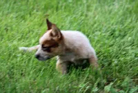 Red Female #4, a female Australian Cattle Dog for sale in Mount Vernon, MO – 5 of 9