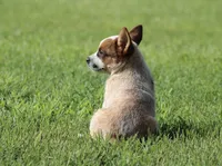 Red Female, a female Australian Cattle Dog for sale in Mount Vernon, MO – 3 of 3