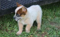 Red Female #4, a female Australian Cattle Dog for sale in Mount Vernon, MO – 10 of 10