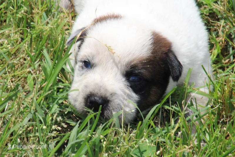 Red Male #3 – Australian Cattle Dog puppy for sale in Mount Vernon, MO