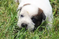 Red Male #3, a male Australian Cattle Dog for sale in Mount Vernon, MO – 1 of 8