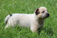 Red Male #3, a male Australian Cattle Dog for sale in Mount Vernon, MO – 8 of 9