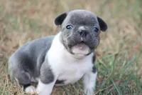 Blue With White Collar, a male French Bulldog for sale in Mount Vernon, MO – 3 of 6