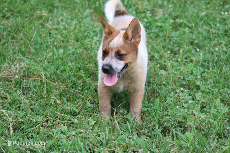 Red Female #2 – Australian Cattle Dog puppy for sale in Mount Vernon, MO