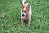 Red Female #2, a female Australian Cattle Dog for sale in Mount Vernon, MO – 9 of 9