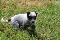 Blue Male , a male Australian Cattle Dog for sale in Mount Vernon, MO – 4 of 9