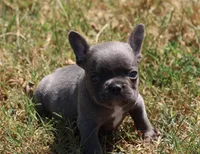 Blue Boy, a male French Bulldog for sale in Mount Vernon, MO – 5 of 6