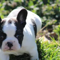 Brindle Pied Male, a male French Bulldog for sale in Mount Vernon, MO – 3 of 8