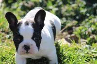 Brindle Pied Male, a male French Bulldog for sale in Mount Vernon, MO – Photo 3 of 8