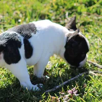 Brindle Pied Male, a male French Bulldog for sale in Mount Vernon, MO – 7 of 8