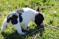 Brindle Pied Male, a male French Bulldog for sale in Mount Vernon, MO – Photo 7 of 8