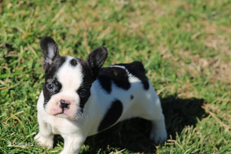 Brindle Pied Male, a male French Bulldog for sale in Mount Vernon, MO – Photo 1 of 8