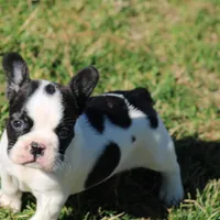 Brindle Pied Male, a male French Bulldog for sale in Mount Vernon, MO – 1 of 8