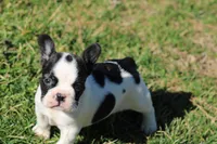 Brindle Pied Male, a male French Bulldog for sale in Mount Vernon, MO – Photo 1 of 8