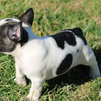 Brindle Pied Male, a male French Bulldog for sale in Mount Vernon, MO – 8 of 8