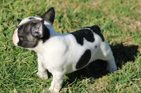 Brindle Pied Male, a male French Bulldog for sale in Mount Vernon, MO – Photo 8 of 8