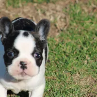Brindle Pied Male, a male French Bulldog for sale in Mount Vernon, MO – 6 of 8