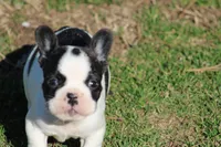 Brindle Pied Male, a male French Bulldog for sale in Mount Vernon, MO – Photo 6 of 8