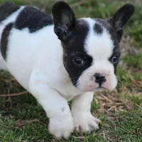 Brindle Pied Male, a male French Bulldog for sale in Mount Vernon, MO – 4 of 8