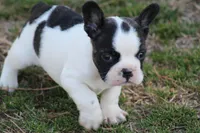 Brindle Pied Male, a male French Bulldog for sale in Mount Vernon, MO – Photo 4 of 8