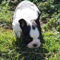 Brindle Pied Male, a male French Bulldog for sale in Mount Vernon, MO – 2 of 8