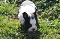 Brindle Pied Male, a male French Bulldog for sale in Mount Vernon, MO – Photo 2 of 8