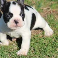 Brindle Pied Male, a male French Bulldog for sale in Mount Vernon, MO – 5 of 8