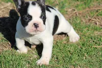 Brindle Pied Male, a male French Bulldog for sale in Mount Vernon, MO – Photo 5 of 8