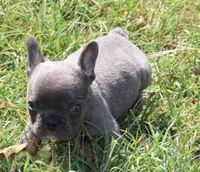 Blue Boy, a male French Bulldog for sale in Mount Vernon, MO – 2 of 6