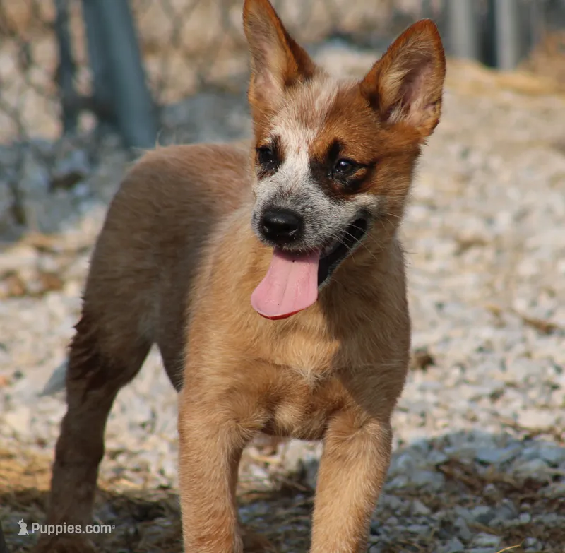 Red Female #1 – Australian Cattle Dog puppy for sale in Mount Vernon, MO