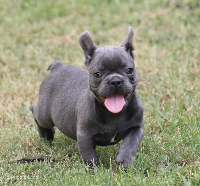 Tiny Tot – French Bulldog puppy for sale in Mount Vernon, MO