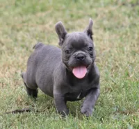 Tiny Tot, a male French Bulldog for sale in Mount Vernon, MO – 1 of 10