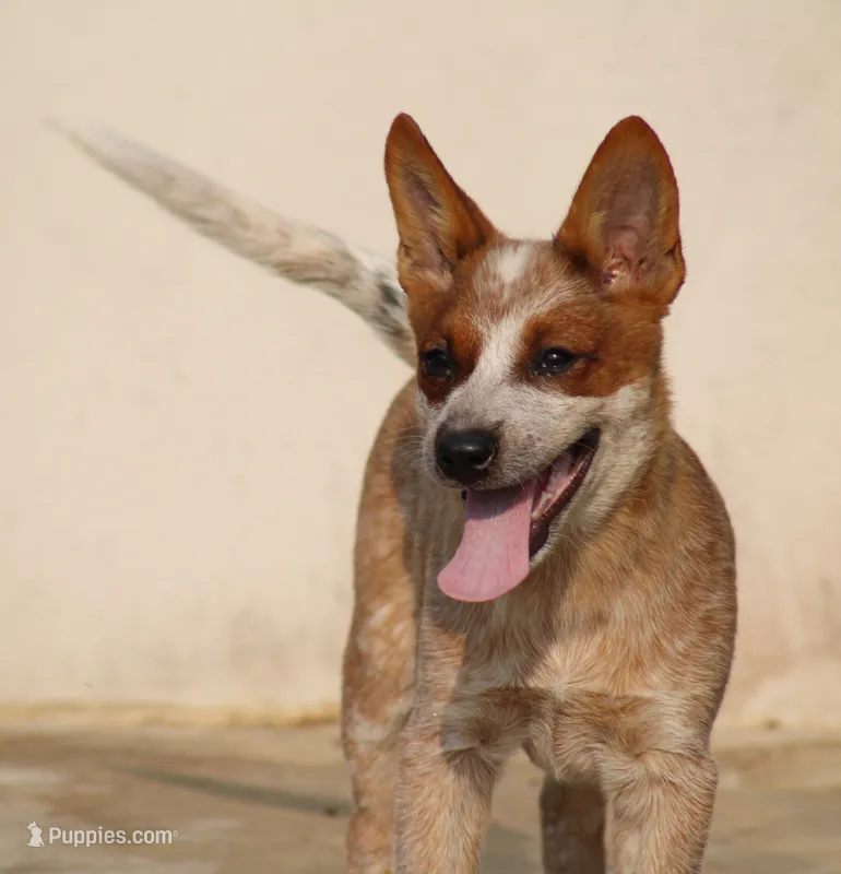 Red Female #5 – Australian Cattle Dog puppy for sale in Mount Vernon, MO