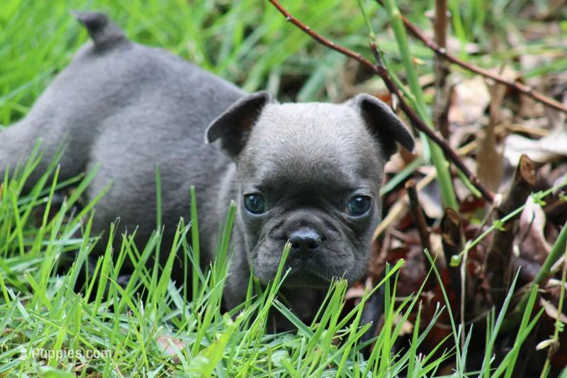 Tiny Blue Female  – French Bulldog puppy for sale in Mount Vernon, MO