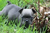 Tiny Blue Female , a female French Bulldog for sale in Mount Vernon, MO – 1 of 6