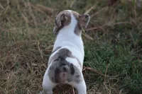 Blue Merle Piebald , a male French Bulldog for sale in Mount Vernon, MO – 10 of 10
