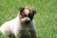 Red Male #1, a male Australian Cattle Dog for sale in Mount Vernon, MO – 3 of 9