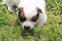 Red Female #5, a female Australian Cattle Dog for sale in Mount Vernon, MO – 3 of 10