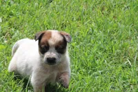 Red Female #4, a female Australian Cattle Dog for sale in Mount Vernon, MO – 3 of 7