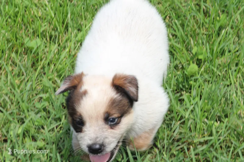 Red Male #2 – Australian Cattle Dog puppy for sale in Mount Vernon, MO