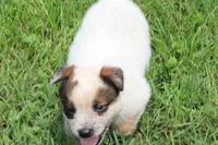 Red Male #2, a male Australian Cattle Dog for sale in Mount Vernon, MO – 1 of 8