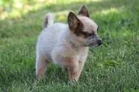 Red Female #1, a female Australian Cattle Dog for sale in Mount Vernon, MO – 7 of 7