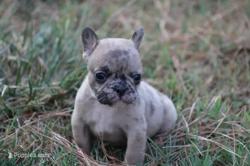 Merle Boy – French Bulldog puppy for sale in Mount Vernon, MO