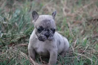 Merle Boy, a male French Bulldog for sale in Mount Vernon, MO – 1 of 7