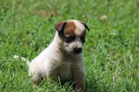 Red Female #4, a female Australian Cattle Dog for sale in Mount Vernon, MO – 2 of 7