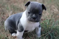 Blue With White Collar, a male French Bulldog for sale in Mount Vernon, MO – 4 of 6
