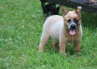 Red Female #3, a female Australian Cattle Dog for sale in Mount Vernon, MO – 7 of 10