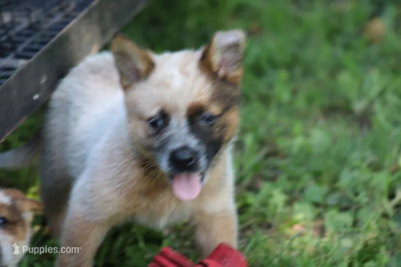 Red Female #3 – Australian Cattle Dog puppy for sale in Mount Vernon, MO