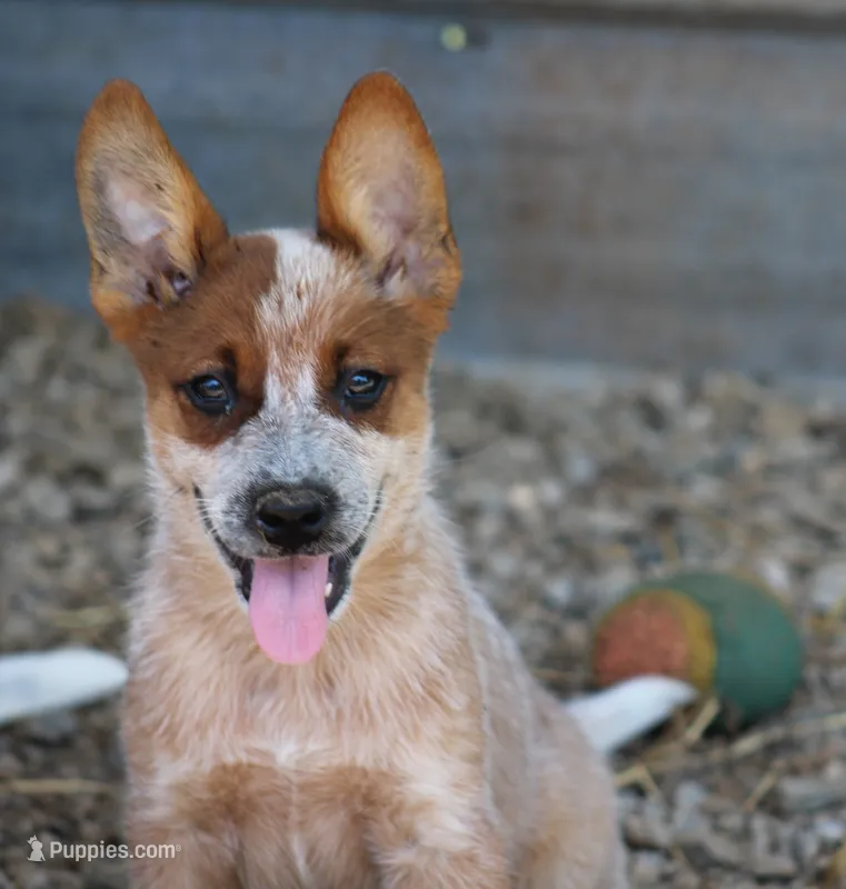 Red Female #4 – Australian Cattle Dog puppy for sale in Mount Vernon, MO